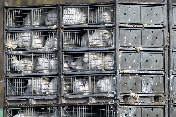 Un camion transportant des dindes arrive à l'abattoir de Blancafort le 2 mars 2021. (Photo : JEAN-FRANCOIS MONIER/AFP via Getty Images)