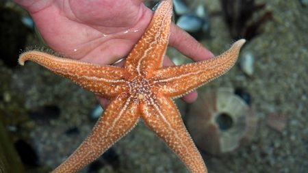 Fascinantes mais inquiétantes, les étoiles de mer se cherchent un avenir