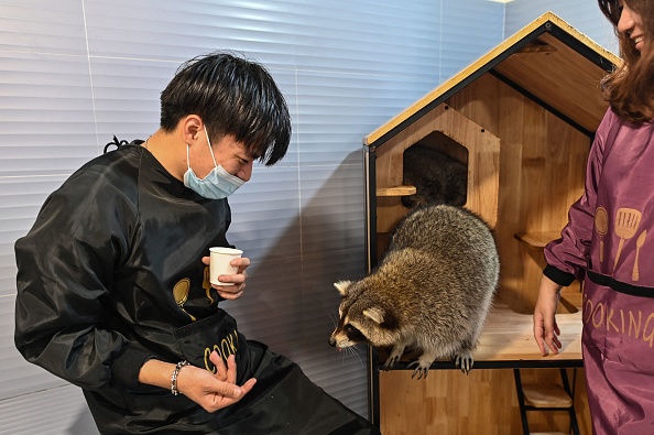 -Un homme se préparant à nourrir un raton laveur dans un café de raton laveur à Shanghai. Photo par Hector Retamal / AFP via Getty Images.