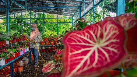 Confinement: les Malaisiens se prennent de passion pour une plante aux feuilles multicolores