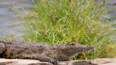 Afrique du Sud : un photographe publie des photos d’un crocodile en train de manger un requin