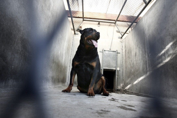 Un rottweiler - Illustration - (FRED DUFOUR/AFP via Getty Images)