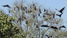 Les emblématiques chauves-souris du Plateau d’Abidjan menacées