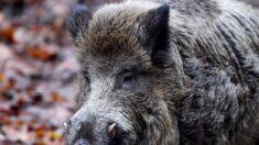 « Je hurlais et lui tapais dessus » : une Landaise piétinée par un sanglier en pleine forêt réussit à lui échapper