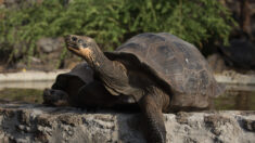 Une valise contenant 185 tortues découverte à l’aéroport des Galapagos