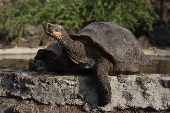 Deux jeunes tortues géantes adultes non identifiées se prélassent au soleil sur l'île de Santa Cruz, dans l'archipel éloigné de l'Équateur à 1000 km de la côte Pacifique de l'Amérique du Sud. (Photo : PABLO COZZAGLIO/AFP via Getty Images)