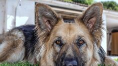 Une fillette de 6 ans tuée par une chienne berger allemand en Maine-et-Loire