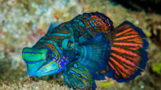 Le poisson-mandarin est magnifique et multicolore, mais il ne faut surtout pas le toucher