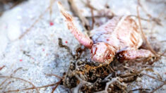 Rare : une petite tortue albinos est aperçue dans un centre de villégiature de l’île de la Grande Barrière de Corail pour la première fois depuis 2016