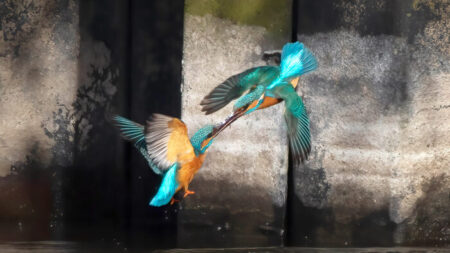 Un photographe saisit deux martins-pêcheurs qui s’affrontent en plein vol dans une lutte féroce pour le contrôle d’un territoire