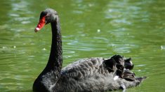 Alès : le cygne noir du plan d’eau a finalement été retrouvé mort