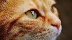 Selon une intelligence artificielle, le prochain coronavirus pourrait venir des chats