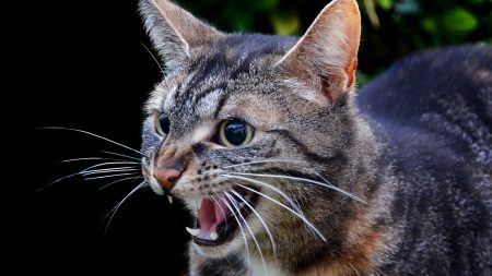 Soudan : un avion forcé d’atterrir après l’attaque du pilote… par un chat !