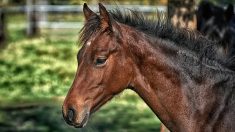 Un cheval échappé de son enclos galope dans les rues de Tourcoing (vidéo)