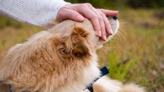 Un couple du Cher adopte un chiot en Bretagne et revient chercher son petit frère aveugle