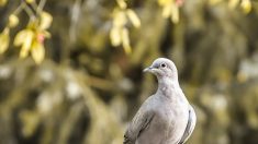 Charente : à Plaizac, deux sœurs sauvent une tourterelle puis l’adoptent comme un animal de compagnie