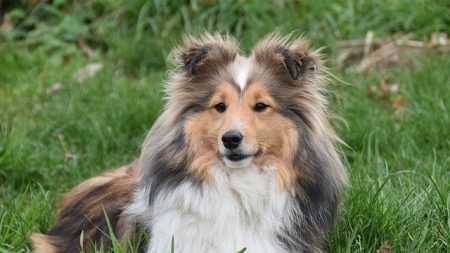 Haute-Savoie : Laser, le chien disparu après un accident mortel de randonneuses, a été retrouvé au bout de 14 jours