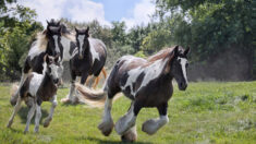 Le bel et audacieux Cob Gypsy découvert dans un champ anglais – il a l’allure d’un cheval de roman d’amour