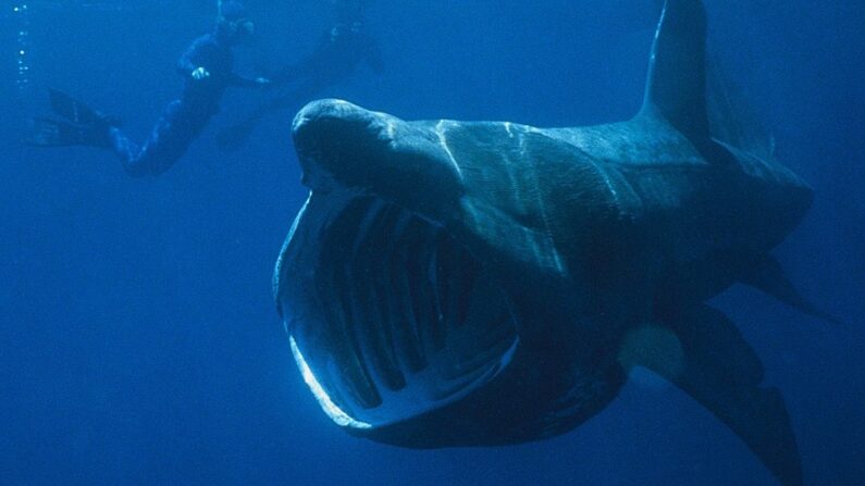 Requin pèlerin - Domaine public, https://commons.wikimedia.org/w/index.php?curid=544344