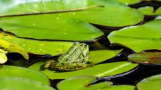 Un bassin à grenouilles génère un conflit de voisinage en Savoie