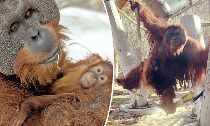 (Avec l'aimable autorisation du zoo de Denver)