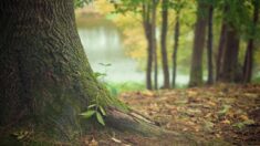 Yonne : une commune de 265 habitants reçoit en héritage une forêt d’une valeur de 271.000 euros