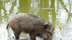 Hauts-de-France : trois sangliers font trempette en baie de Somme – « C’est l’heure du bain ! »