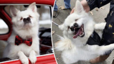 Un chien aveugle avec une fente palatine semble avoir deux nez, ce qui ne l’empêche pas de sourire