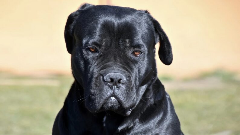 Un cane corso - Pixabay