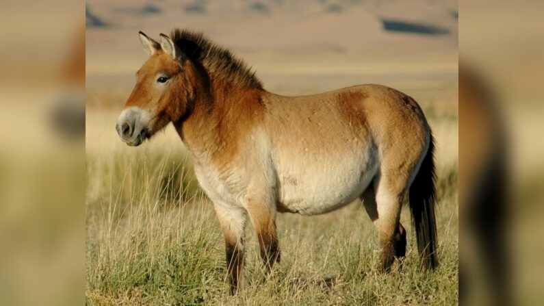 Un cheval Przewalski - Par Claudia Feh - Travail personnel, CC BY-SA 4.0, https://commons.wikimedia.org/w/index.php?curid=40820924