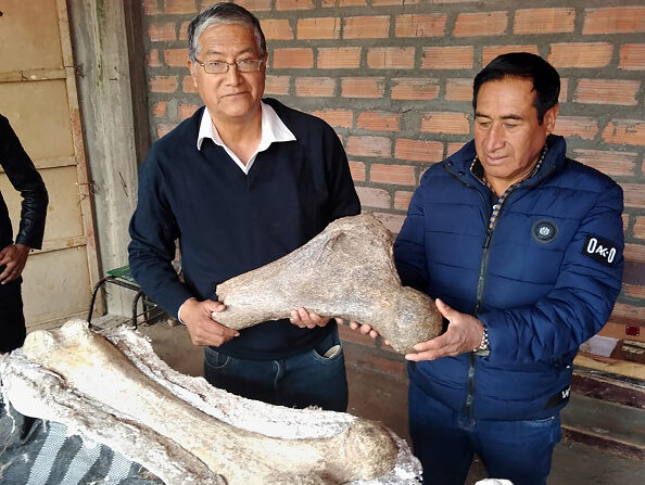 -Illustration- Les restes fossiles de trois éléphants âgés de 10 000 ans. Photo de Pedro Tinoco / AFP via Getty Images.