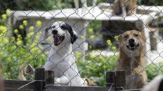 Elle adopte un chien de refuge âgé de 16 ans, il sourit pendant tout le trajet du retour