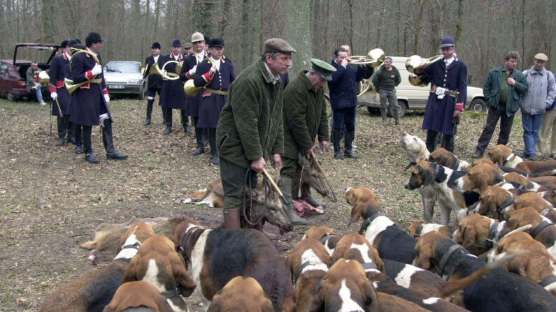 Dans un sondage Ipsos de mars 2021, 86% des Français sondés se déclarent être contre la chasse à courre. (Crédit photo PASCAL SCHILLIO/AFP via Getty Images)