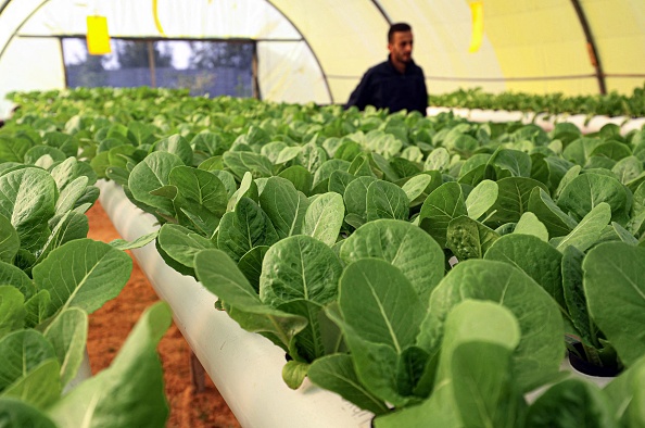 -Mounir, le partenaire de Siraj Bechiya vérifie une plantation de laitue de culture hydroponique, dans leur serre à environ 40 kilomètres de Tripoli, le 5 mars 2021. Photo par Mahmud Turkia / AFP via Getty Images.