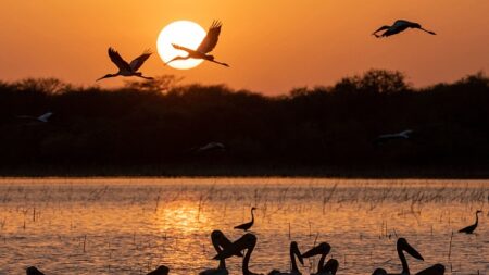 Au Soudan, le luxuriant parc de Dinder menacé par le grignotage de ses terres