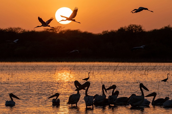 Des pélicans planent au-dessus du lac "Ain Al-Shams" au coucher du soleil, près de la réserve nationale de Dinder, une région protégée au sud du Soudan, le 6 avril 2021. Photo Abdulmonam Eassa / AFP via Getty Images.