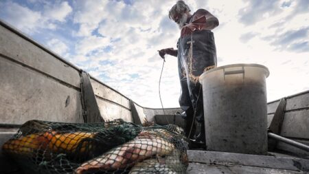 Dordogne : des filets pour piéger les silures, véritables prédateurs des poissons migrateurs