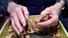 Vandalisme dans le Haut-Rhin : tous les noyers d’un arboriculteur de 70 ans ont été tronçonnés