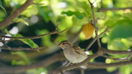 La diversité des oiseaux aurait une influence positive significative sur le bonheur des gens