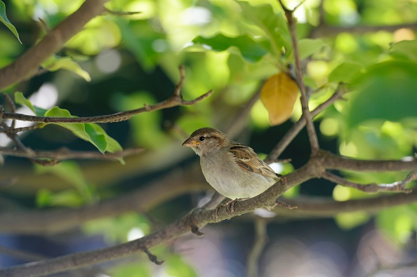 Un moineau - (ALAIN JOCARD/AFP via Getty Images)