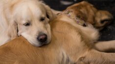 La photo d’un homme promenant son chien vieillissant sur un lit à roulettes devient virale