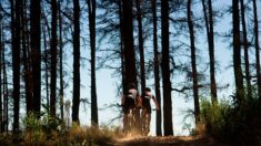 Gard : un homme en VTT blessé par un câble tendu sur un sentier à Arpaillargues