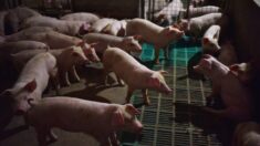 La situation de la peste porcine africaine en Chine devient de plus en plus difficile mais le PCC tente de la minimiser