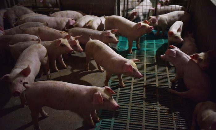 Des porcelets dans une ferme porcine du canton de Yiyang, province du Henan, Chine, le 10 août 2018. (GREG BAKER/AFP/Getty Images)