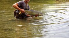 Pyrénées-Atlantiques : un saumon de 9 kg pêché dans le gave d’Oloron