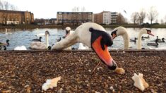 Alsace : voici pourquoi il ne faut pas nourrir les oiseaux sauvages avec du pain