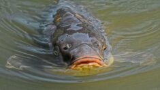 Manche : un pêcheur amateur sort une carpe de 17kg !