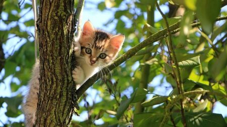 Nice : les nourrisseurs de chats errants, reconnus par la Ville, ont désormais une carte