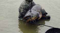 Il pêche un énorme silure dans le lac du Der en Haute-Marne