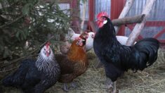 Bordeaux : un papy de 95 ans veut garder ses poules malgré les plaintes de son voisin